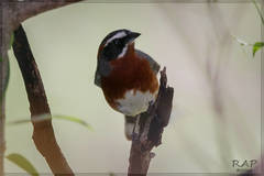 Black-And-Chestnut Warbling-Finch photo 5