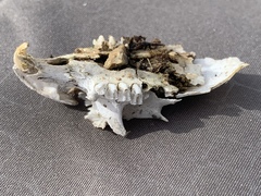 Urocitellus columbianus