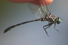 Stylogomphus albistylus
