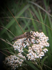 Promachus vertebratus