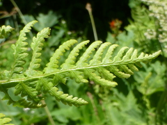 Athyrium americanum