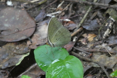 Euphaedra harpalyce harpalyce