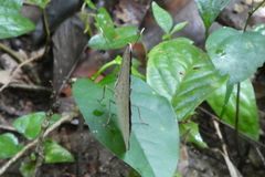 Euphaedra harpalyce harpalyce