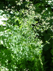 Thalictrum fendleri fendleri