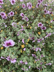 Malva subovata bicolor