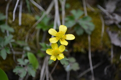 Ranunculus hispidus hispidus