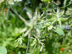 Thalictrum fendleri fendleri