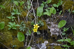 Ranunculus hispidus hispidus