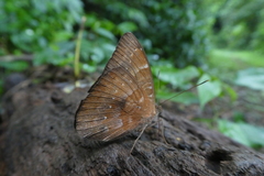 Euriphene