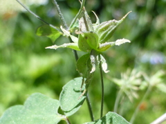 Thalictrum fendleri fendleri