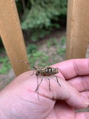 Monochamus marmorator