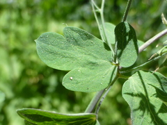 Thalictrum fendleri fendleri