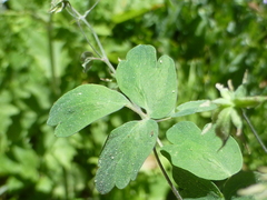 Thalictrum fendleri fendleri
