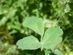Thalictrum fendleri fendleri
