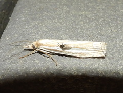 Crambus laqueatellus