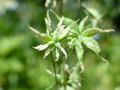Thalictrum fendleri fendleri