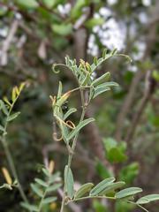 Lathyrus vestitus alefeldii