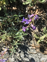 Penstemon azureus azureus