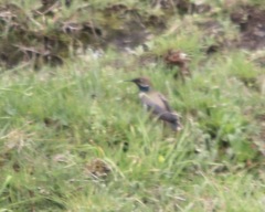 Oreotrochilus estella