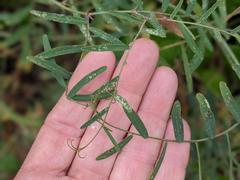 Lathyrus vestitus alefeldii