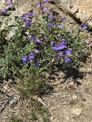 Penstemon azureus azureus