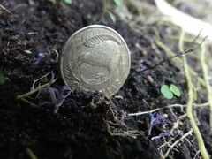 Ramariopsis pulchella