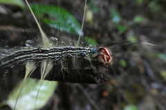 Lepidoptera