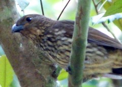 Scenopoeetes dentirostris