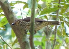 Scenopoeetes dentirostris