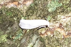 Tegeticula yuccasella