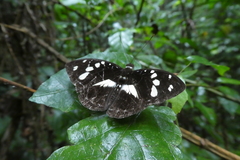 Aterica galene galene