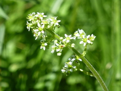 Micranthes bryophora