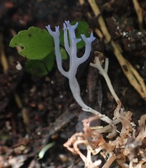 Ramariopsis pulchella