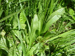 Micranthes bryophora
