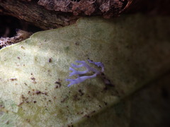 Ramariopsis pulchella