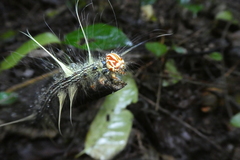 Lepidoptera