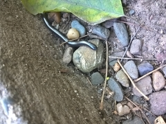 Serpentes