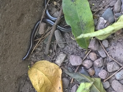 Serpentes