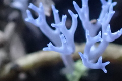 Ramariopsis pulchella