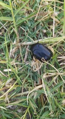 Protaetia opaca
