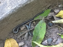 Serpentes