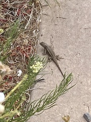 Sceloporus tristichus