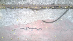 Serpentes