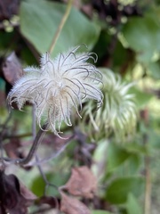 Clematis × jackmanii