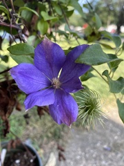 Clematis × jackmanii