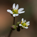 Common Whitlowgrass - Photo (c) Ken-ichi Ueda, some rights reserved (CC BY)