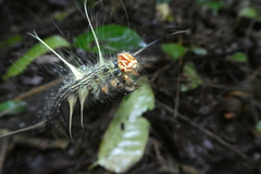 Lepidoptera