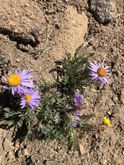 Erigeron pinnatisectus