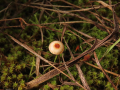 Crinipellis scabella