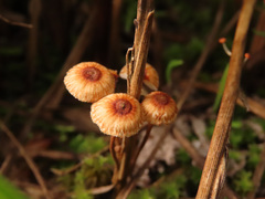 Crinipellis scabella